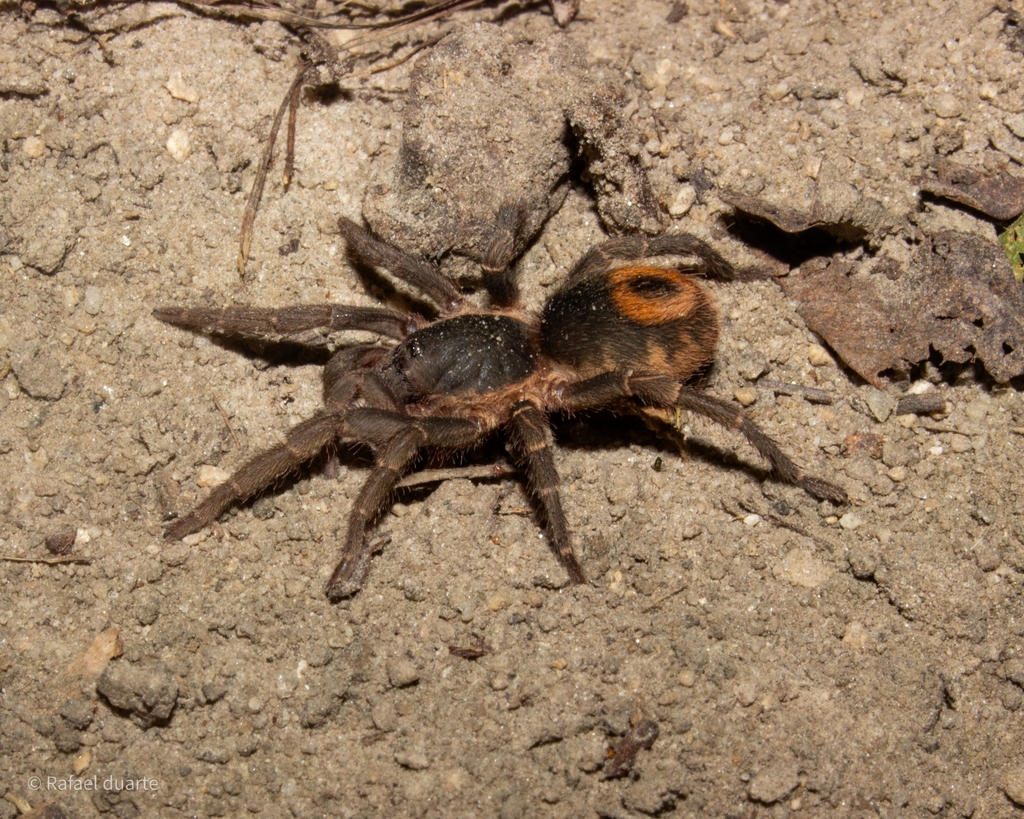 Tmesiphantes nordestinus