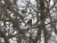Fringilla coelebs