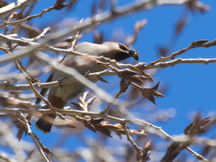 Bombycilla garrulus