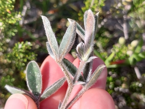 Velvet Silverpod (Argyrolobium velutinum)