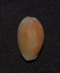 Staphylaea staphylaea