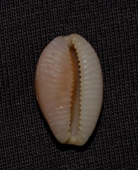 Staphylaea staphylaea