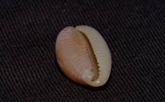 Staphylaea staphylaea