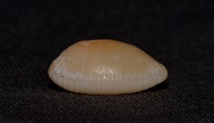 Staphylaea staphylaea