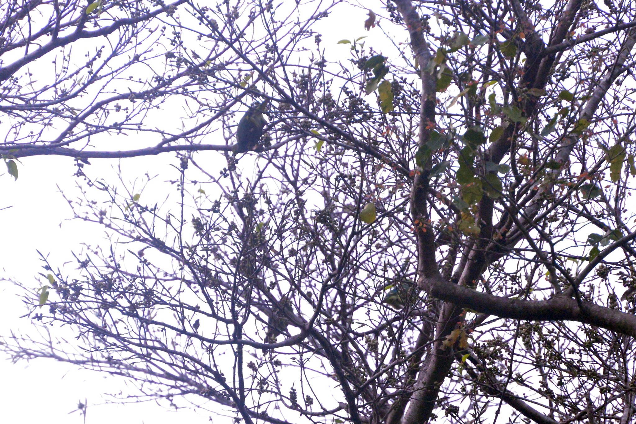 Tanna Fruit Dove (Ptilinopus tannensis), photo 8