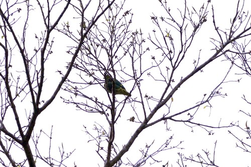 Tanna Fruit Dove (Ptilinopus tannensis), photo 9