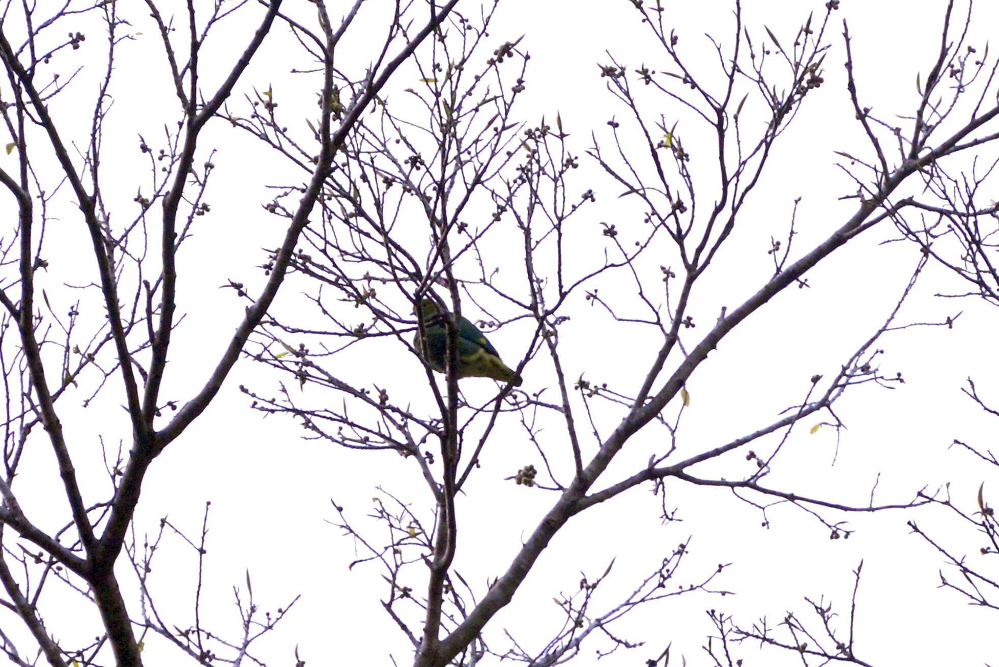 Tanna Fruit Dove (Ptilinopus tannensis), photo 10