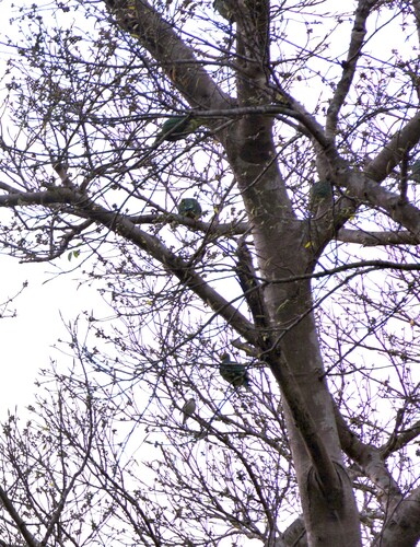 Tanna Fruit Dove (Ptilinopus tannensis), photo 8