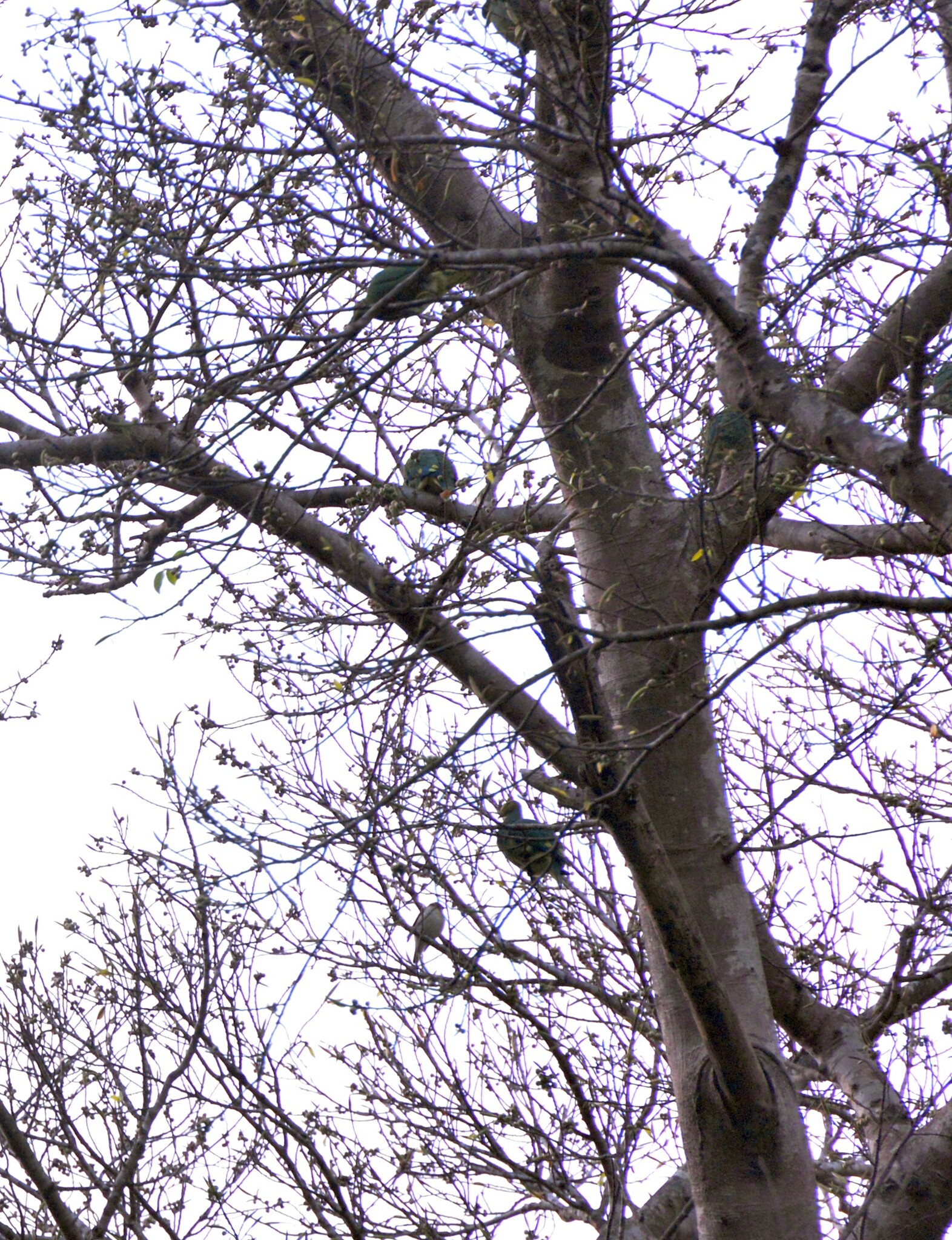 Tanna Fruit Dove (Ptilinopus tannensis), photo 9