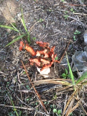 Lysurus corallocephalus