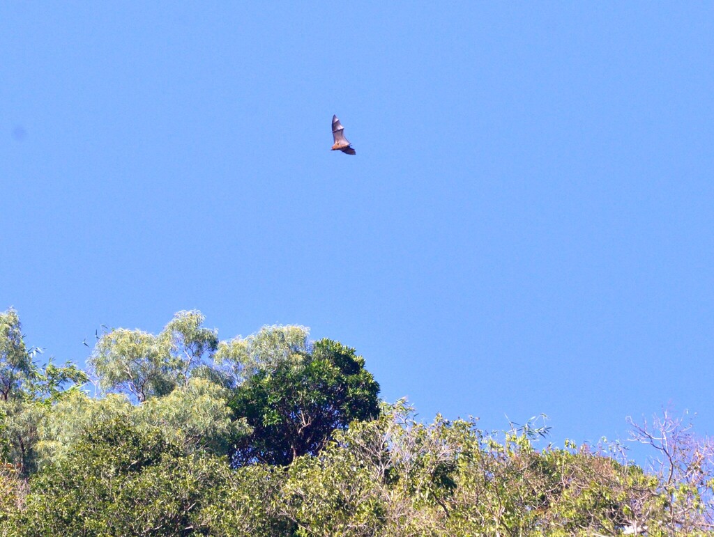 Vanuatu Flying Fox
