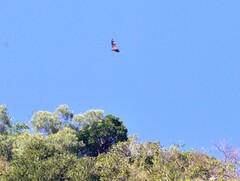 Vanuatu Flying Fox photo 3