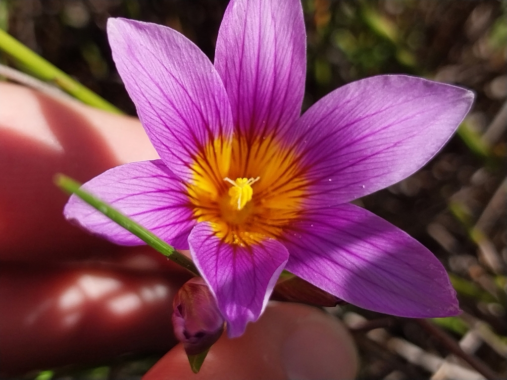 Romulea schlechteri, Cape Farms, Cape Town, South Africa