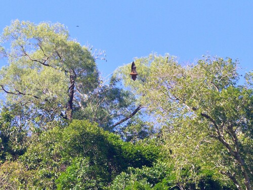 Pteropus anetianus observed 2025-08-01