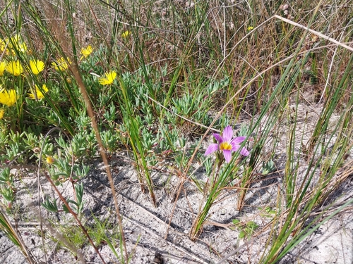 Romulea schlechteri