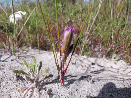 Romulea schlechteri