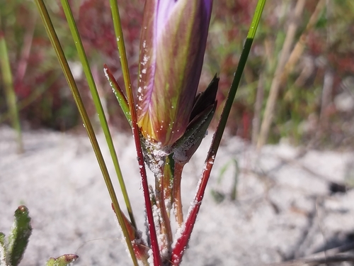 Romulea schlechteri