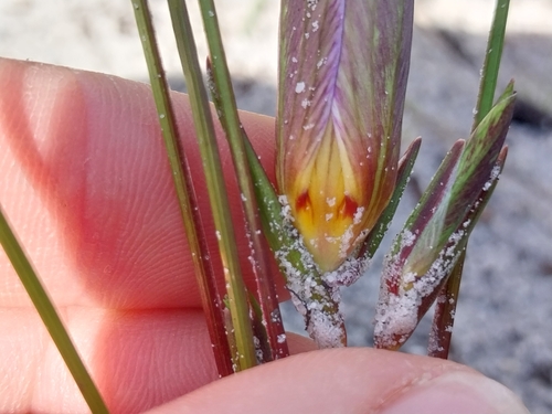 Romulea schlechteri