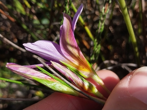 Romulea schlechteri