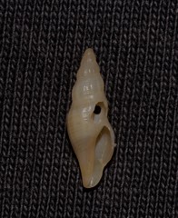 Guraleus tasmanicus