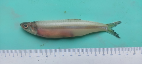 Petis (Stolephorus indicus) — Engraulidae — 2
