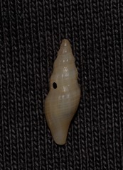 Guraleus tasmanicus