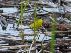 Motacilla tschutschensis