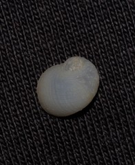 Vanikoro sigaretiformis