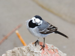 Motacilla alba