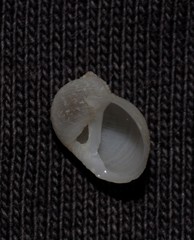 Vanikoro sigaretiformis