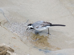 Motacilla alba