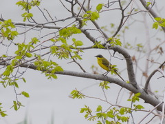 Motacilla tschutschensis