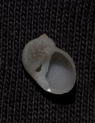 Vanikoro sigaretiformis