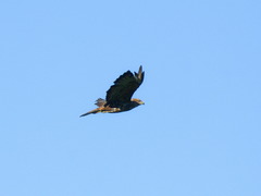 Buteo buteo