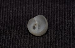 Vanikoro sigaretiformis