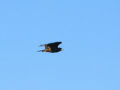 Buteo buteo