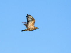 Buteo buteo