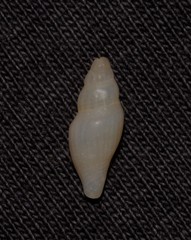 Guraleus tasmanicus