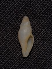 Guraleus tasmanicus