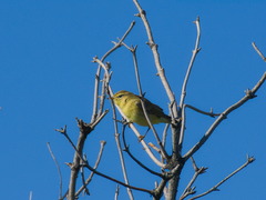 Phylloscopus trochilus
