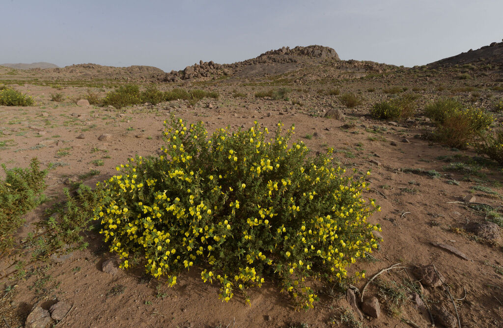 Ononis unifoliolata