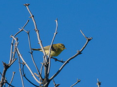 Phylloscopus trochilus
