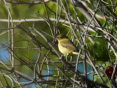 Phylloscopus trochilus