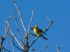Phylloscopus trochilus