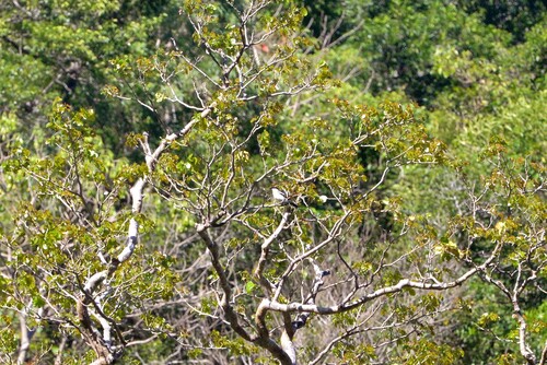 Long-tailed Triller (Lalage leucopyga)