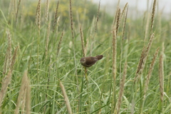 Helopsaltes ochotensis