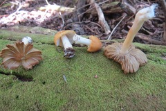 Inocybe mixtilis