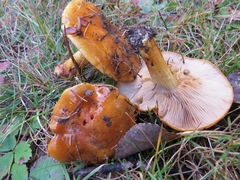 Cortinarius polymorphus