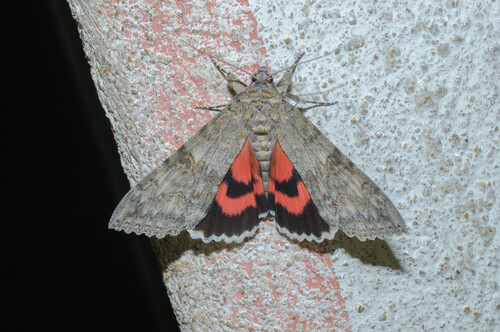 Red Underwing, photo 6 of 10
