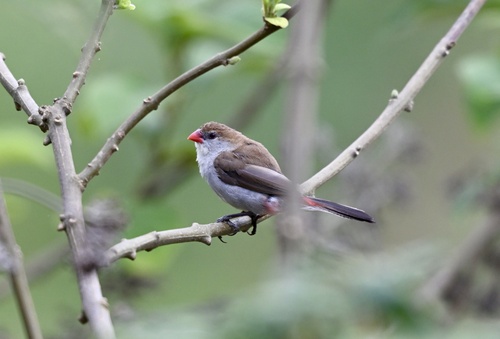 Fawn-breasted Waxbill (Estrilda paludicola)
